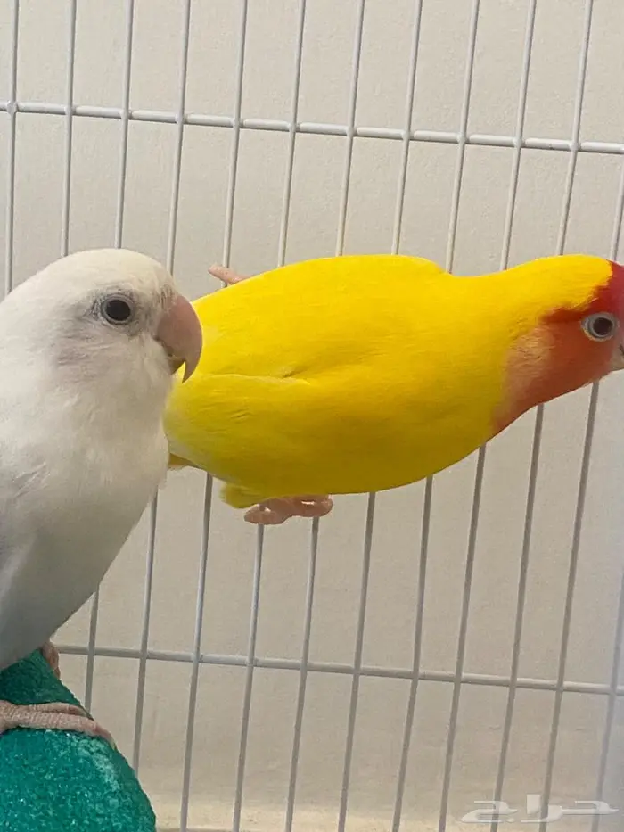 طيور روز زوج للبيع غير أليفات 3