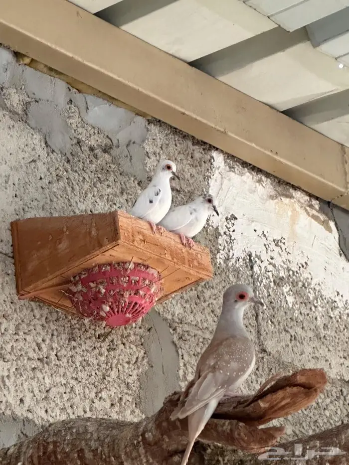 يمام ماسي مجموعة منتجين 14