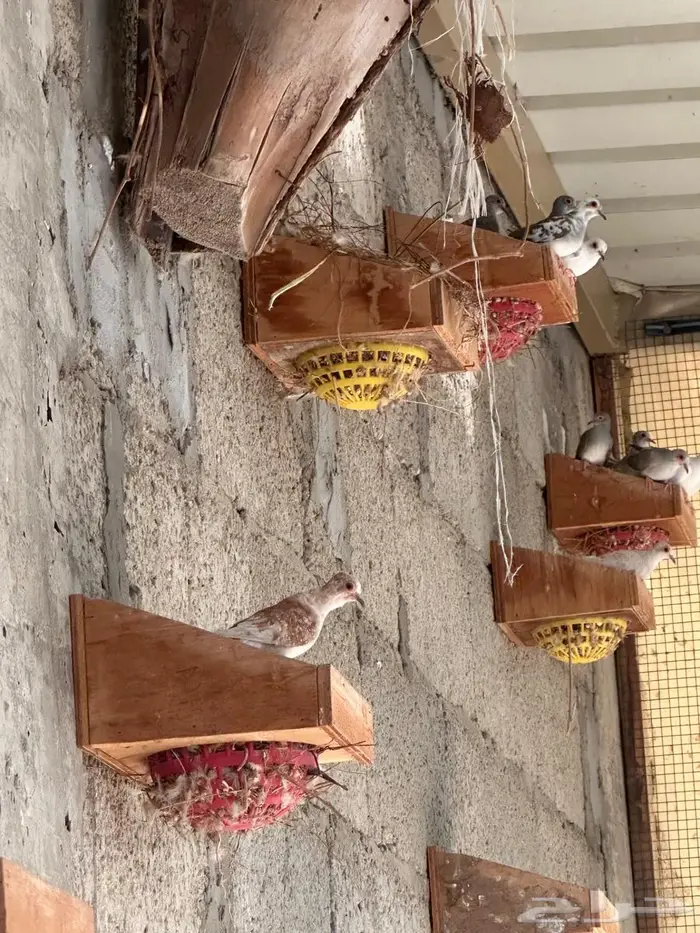 يمام ماسي مجموعة منتجين 0
