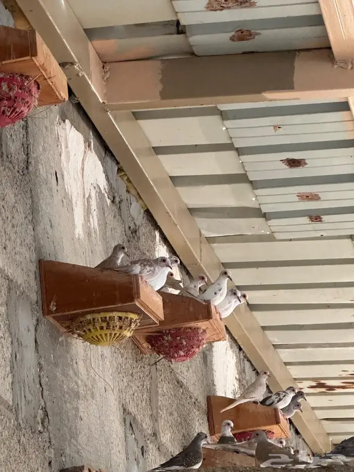 يمام ماسي مجموعة منتجين 7