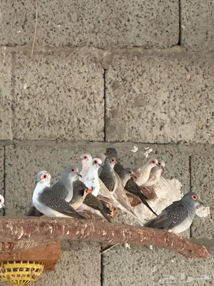 يمام ماسي مجموعة منتجين 2