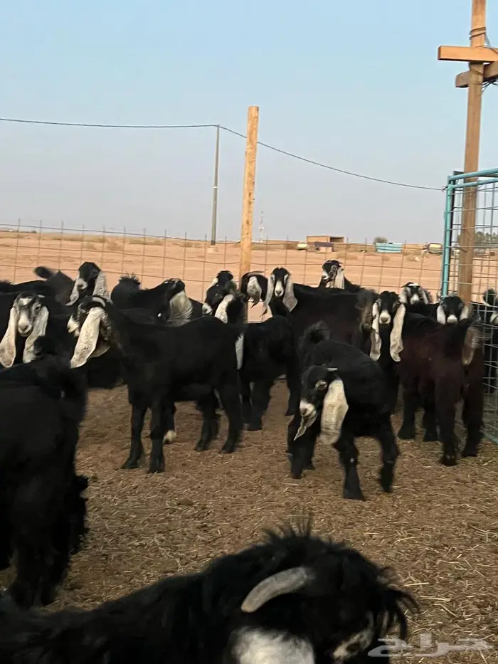 مراح جفرات جذعات عوارض للبيع( مبيوعه) 0