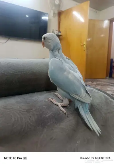 دره 0