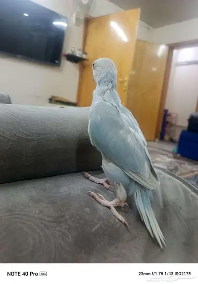 دره 2