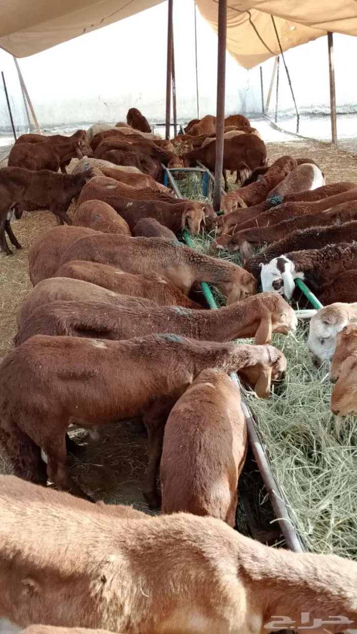 سواكن حمري ونعيمي وبربري وتيوس فل ما شاء الله 0