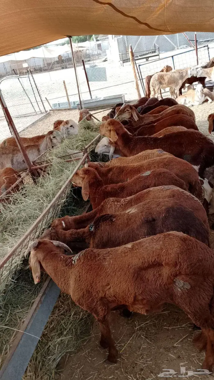 سواكن حمري ونعيمي وبربري وتيوس فل ما شاء الله 2