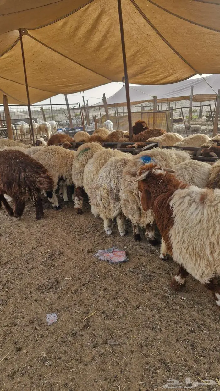 اضاحي طيبة 9