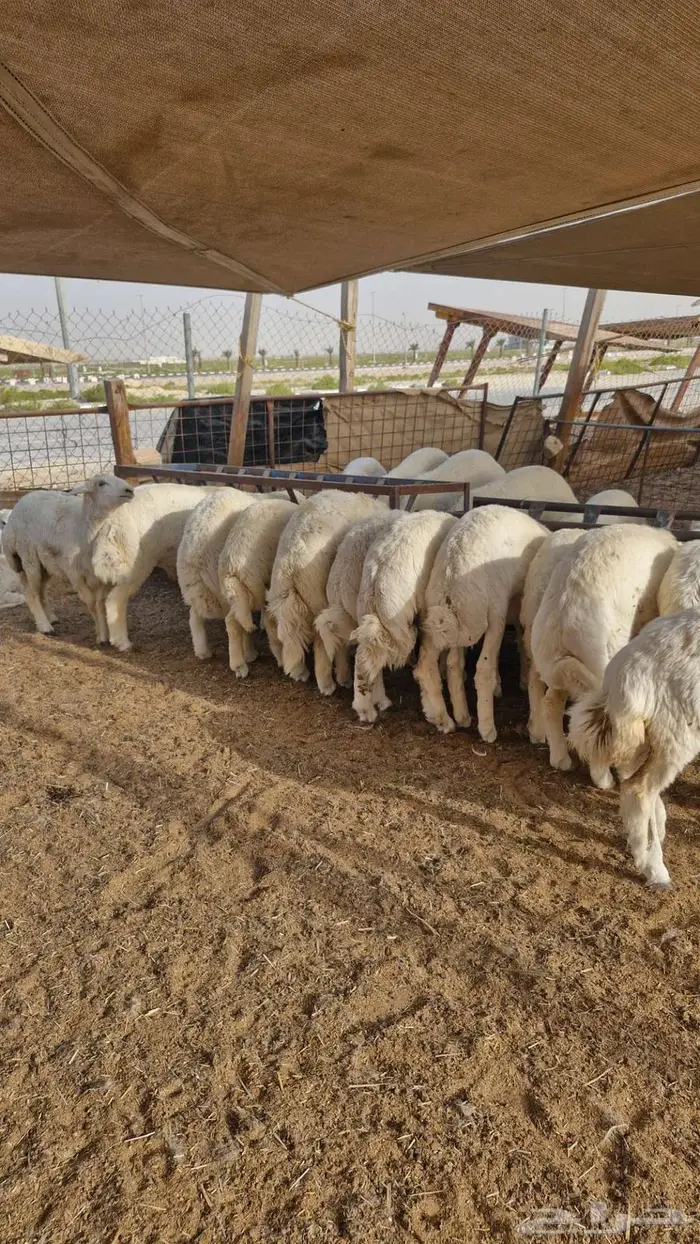 اضاحي طيبة 2