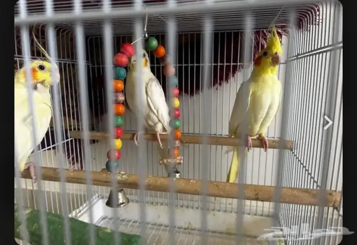 طيور كروان الرياض 0