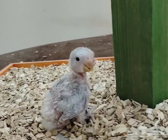 فروخ روز غر فروخ ببغاء كنيور روز 4