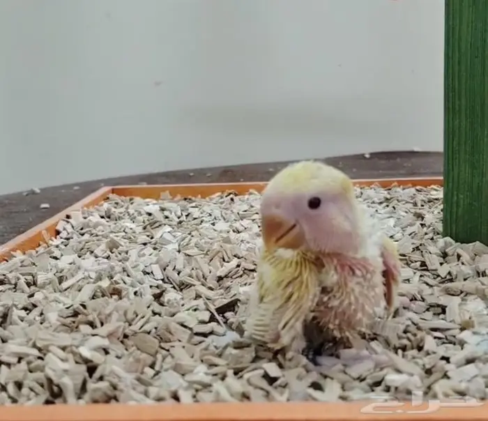 فروخ روز غر فروخ ببغاء كنيور روز 1