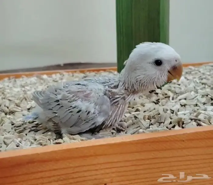 فروخ روز غر ببغاء روز سيريلاك كنيور 2