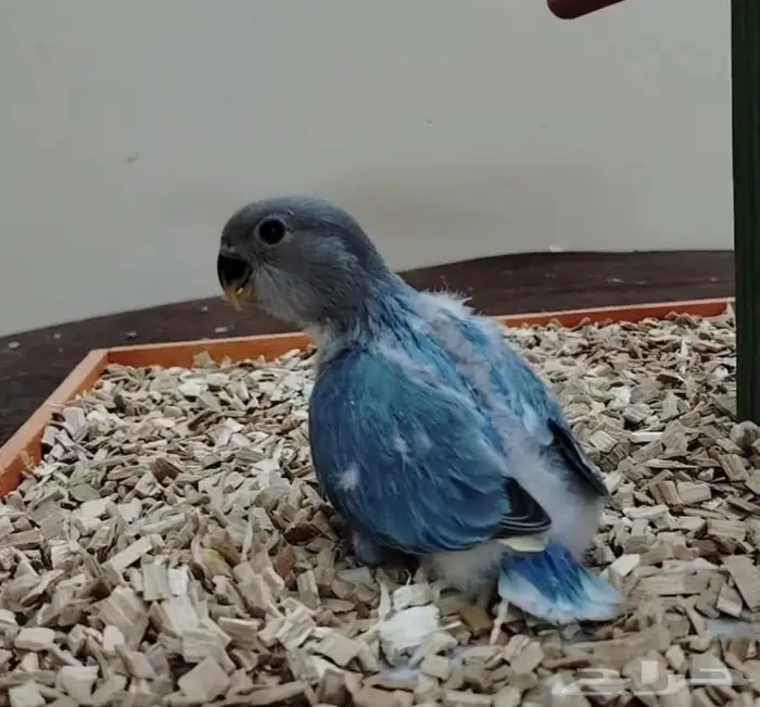 فروخ روز غر فروخ ببغاء كنيور روز 7