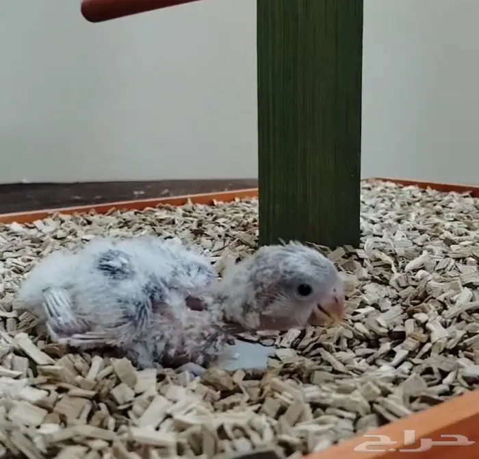 فروخ روز غر فروخ ببغاء كنيور روز 5