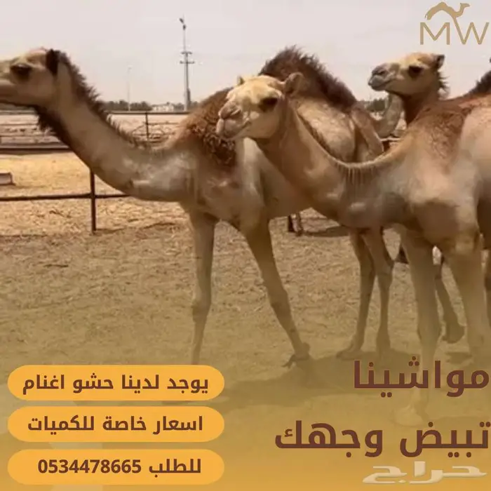 مواشينا لبيع الجملة 0