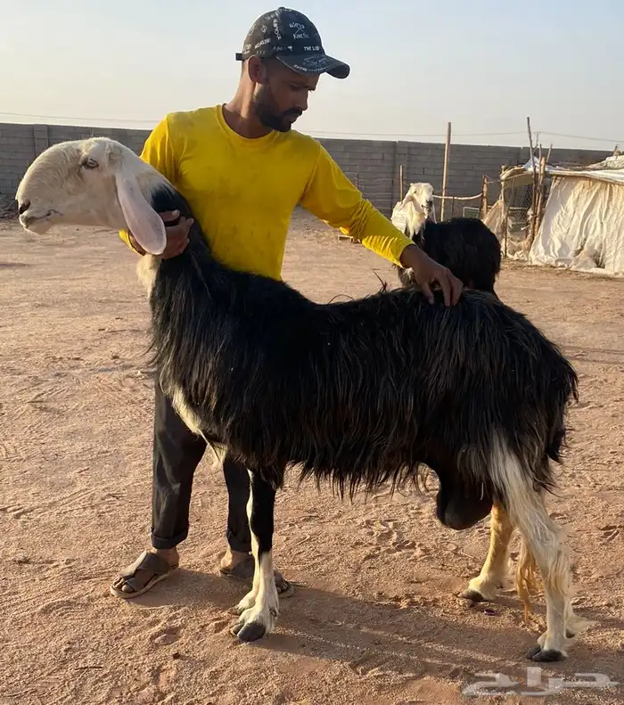 شياه نجد صنف 0