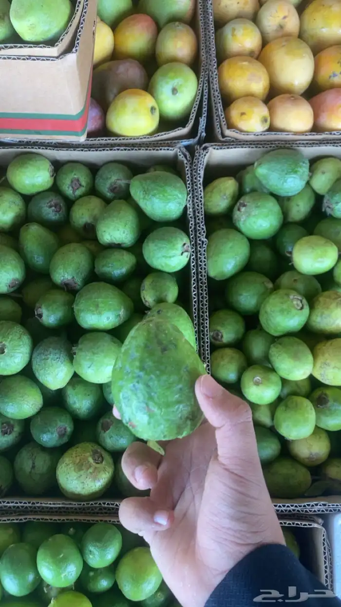مانجو جازان من المزرعة لباب بيتك 2