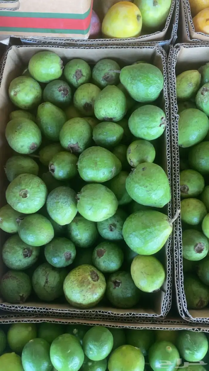 مانجو جازان من المزرعة لباب بيتك 4