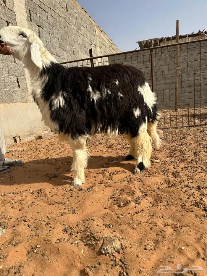 للبيع رخال نجد كناور ضحايا 2