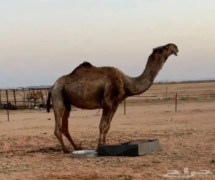 جمل اصفر طيب 3