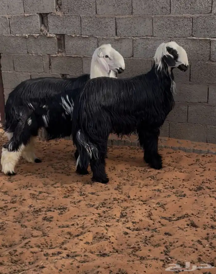 طليان نجد جذعان طيبة بالحيل 3