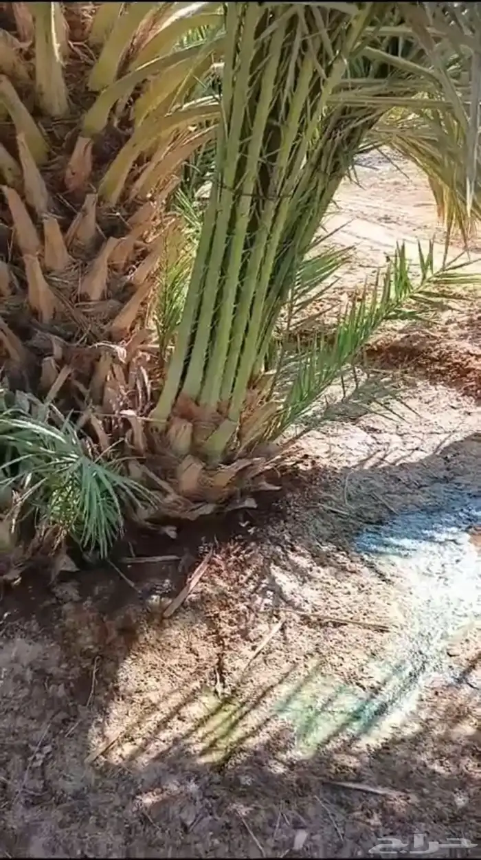 فروخ نخل خصابة هويمل من المالك مباشرة 0