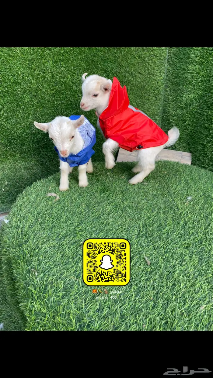 حيوانات ماعز قزمي بيور احجام قصيره 3