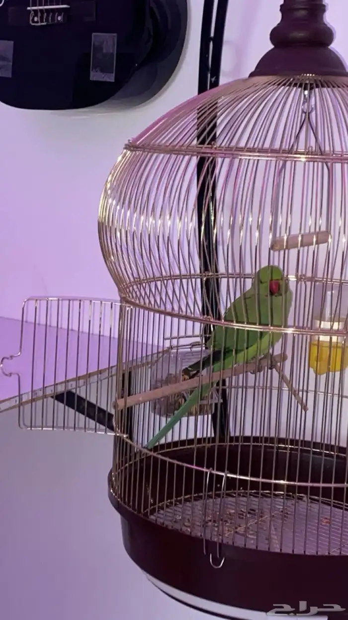 ببغاء دره 0