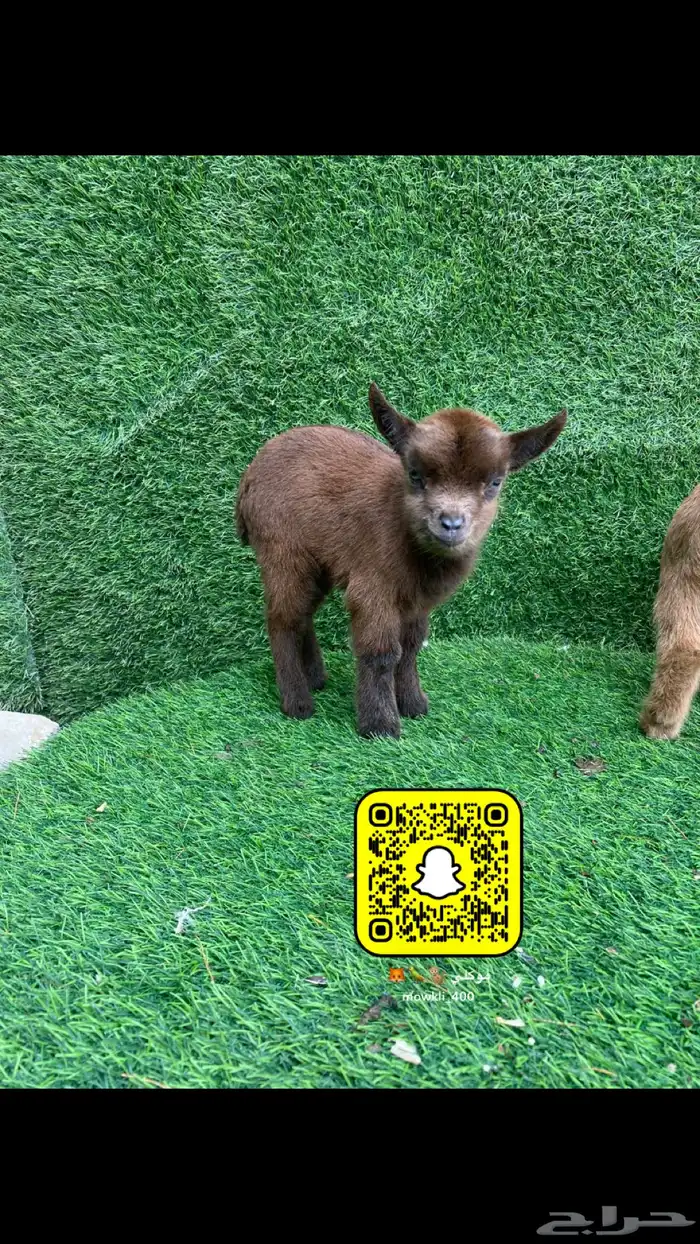 حيوانات ماعز قزمي بيور احجام قصيره 0