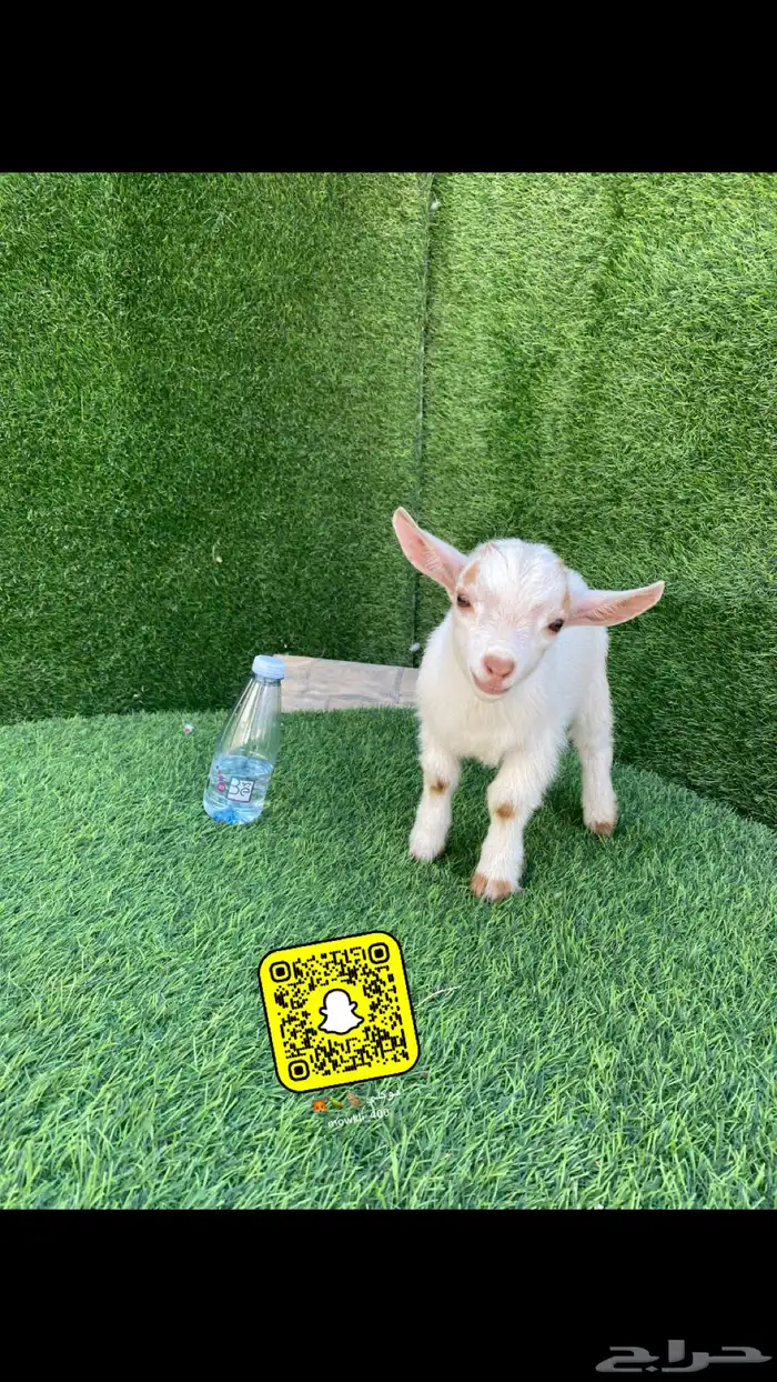 حيوانات ماعز قزمي بيور احجام قصيره 2