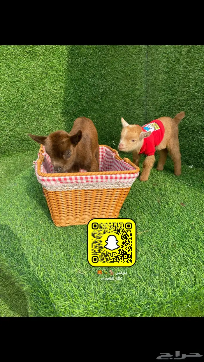 حيوانات ماعز قزمي بيور احجام قصيره 1