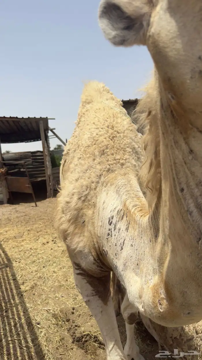 ناقة وبكرة وضح للبيع 3