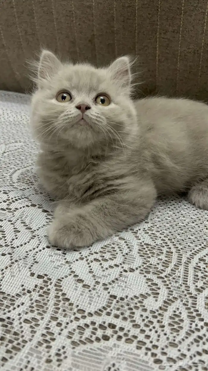 قطط سكوتش للبيع 4