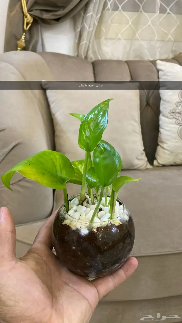 نباتات داخليه اسعار خيال 4