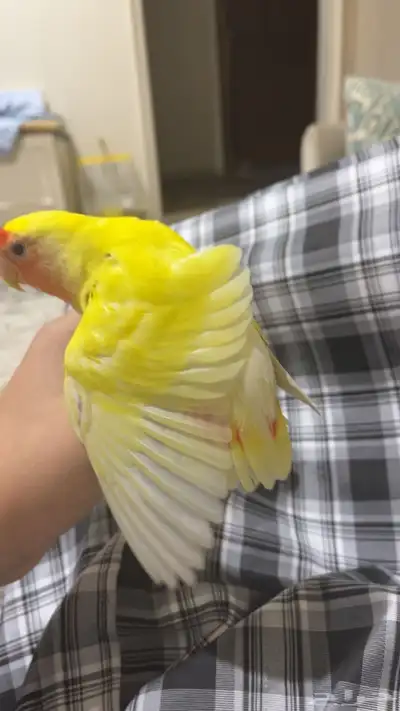 روز لاتينو أليف 3