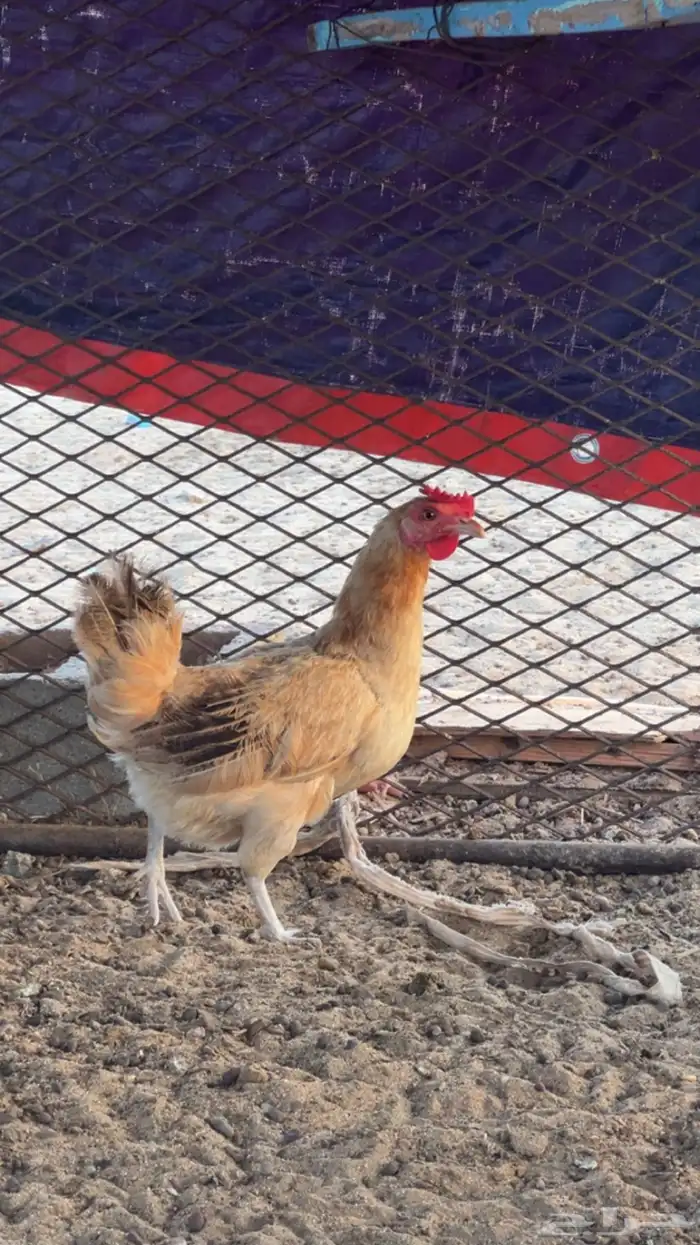 دجاج بلدي اناثي للبيع (تم البيع) 2