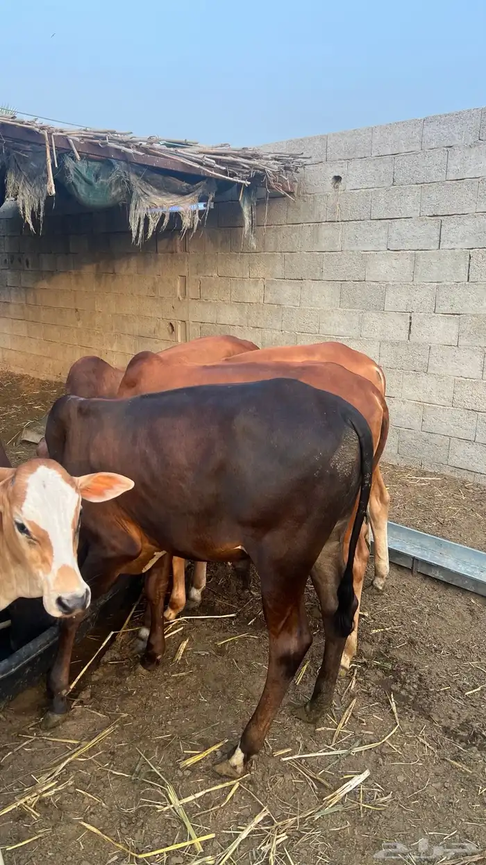 عجول بلدي -(تم البيع) 3