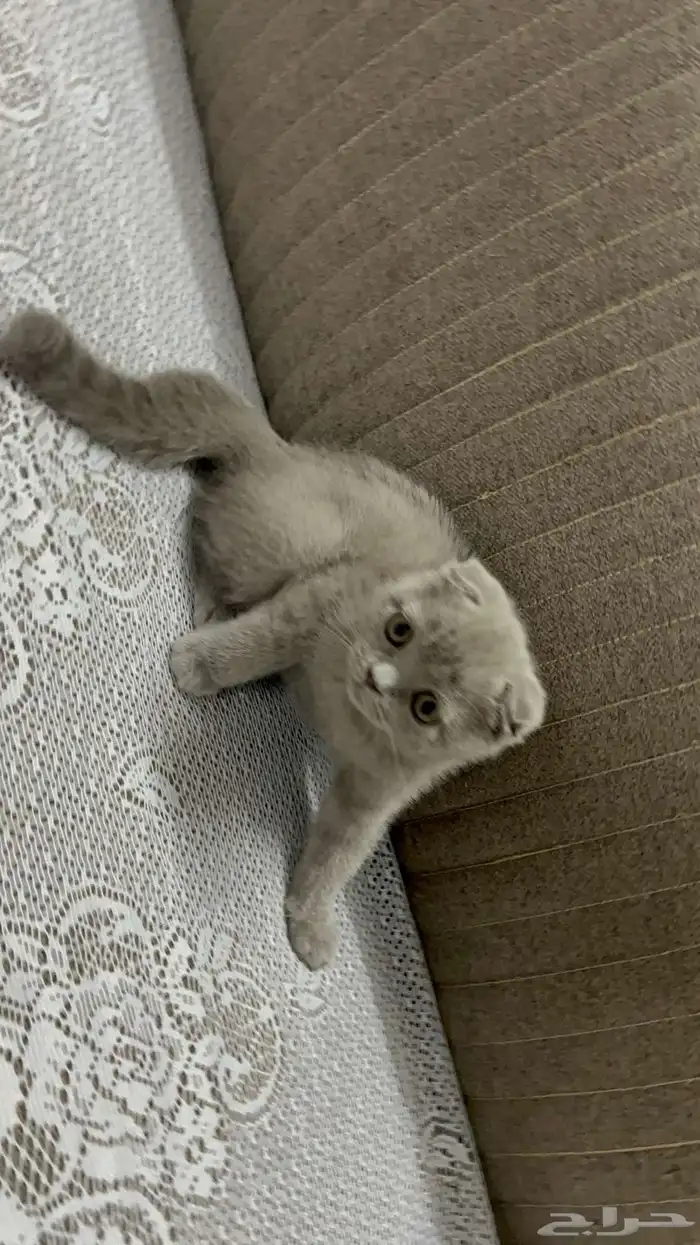 قطط سكوتش للبيع 2