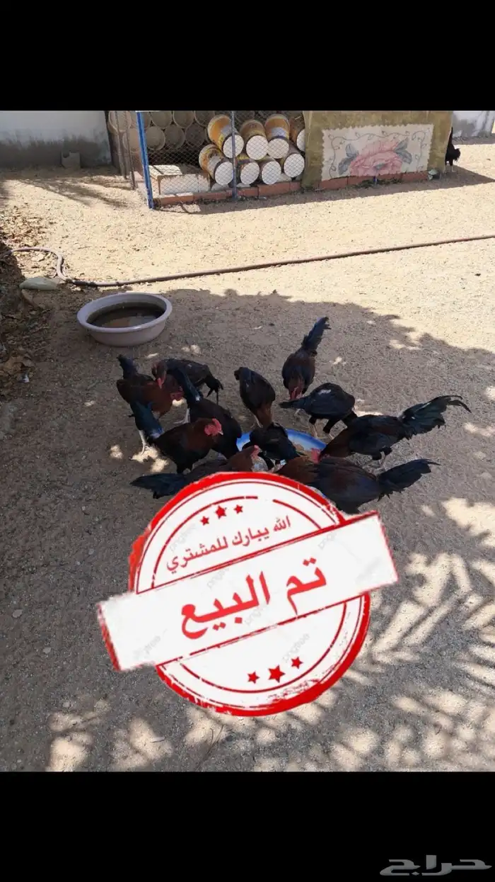 ديك مهجن باكستاني على بلدي 0