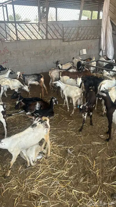 تيوس يمانيه لباني فل 6