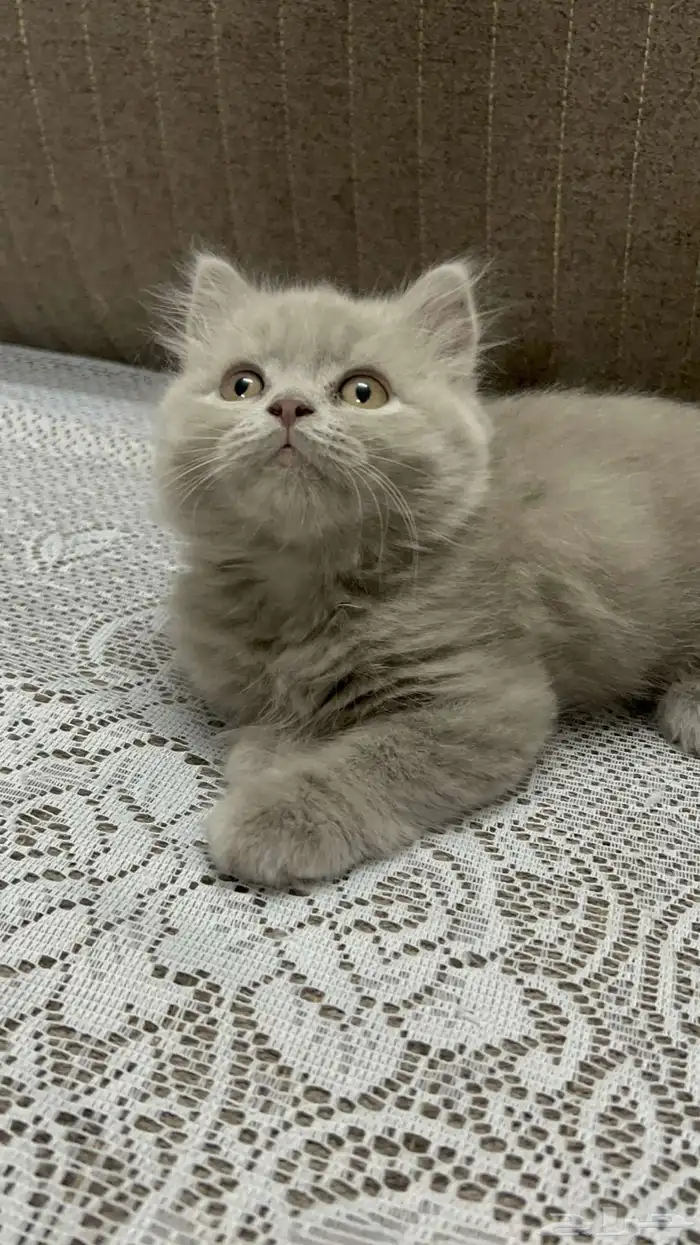 قطط سكوتش للبيع 6