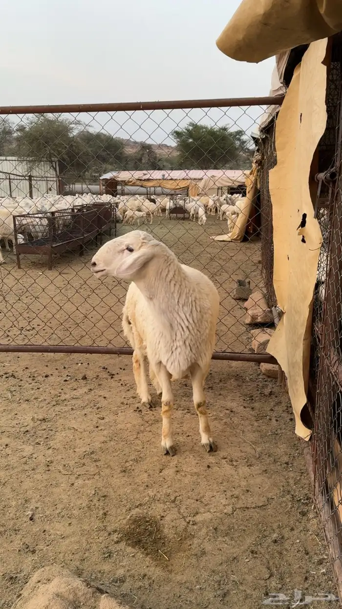 مشروع فحل فاخر 3