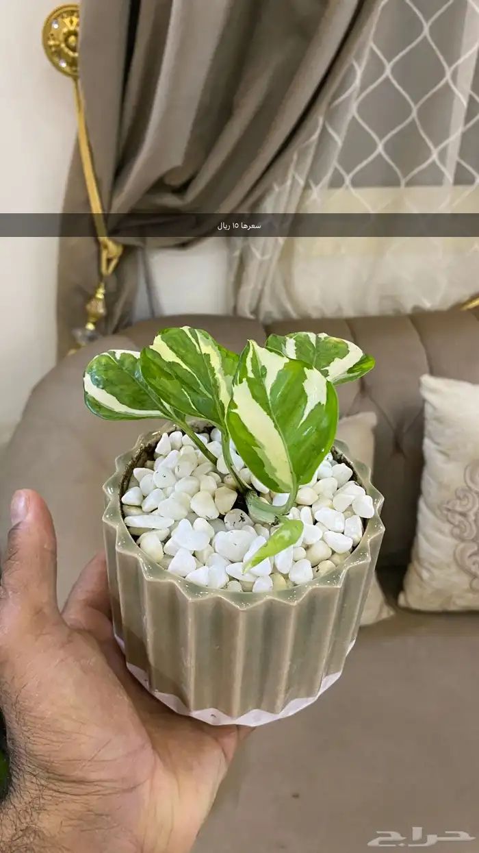 نباتات داخليه اسعار خيال 3