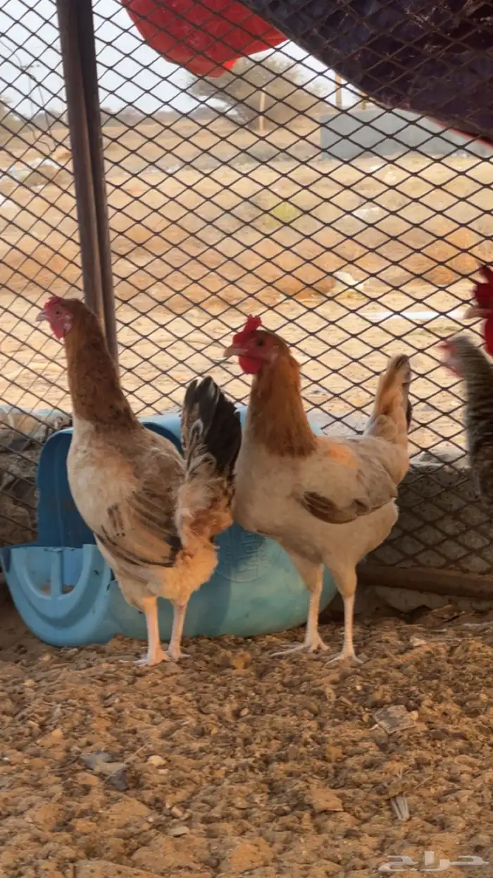 دجاج بلدي اناثي للبيع (تم البيع) 0
