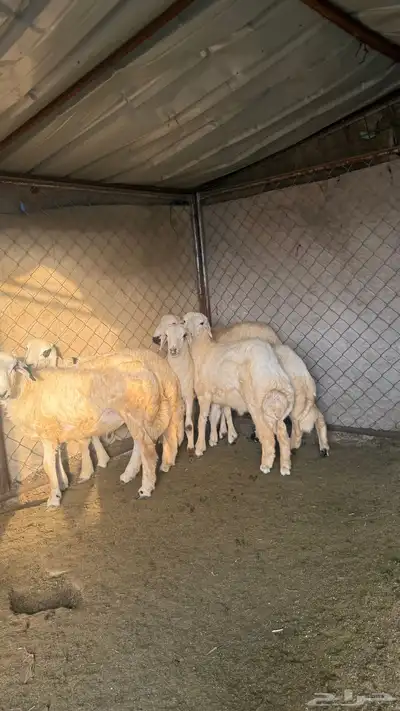 طليان ورخال يوجد توصيل والاسعار مميزه 1