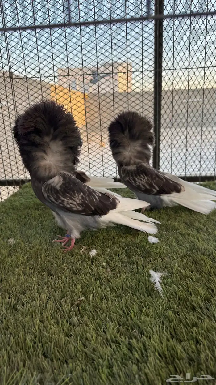 جاكوبين حامل ميسكي بارليس 4