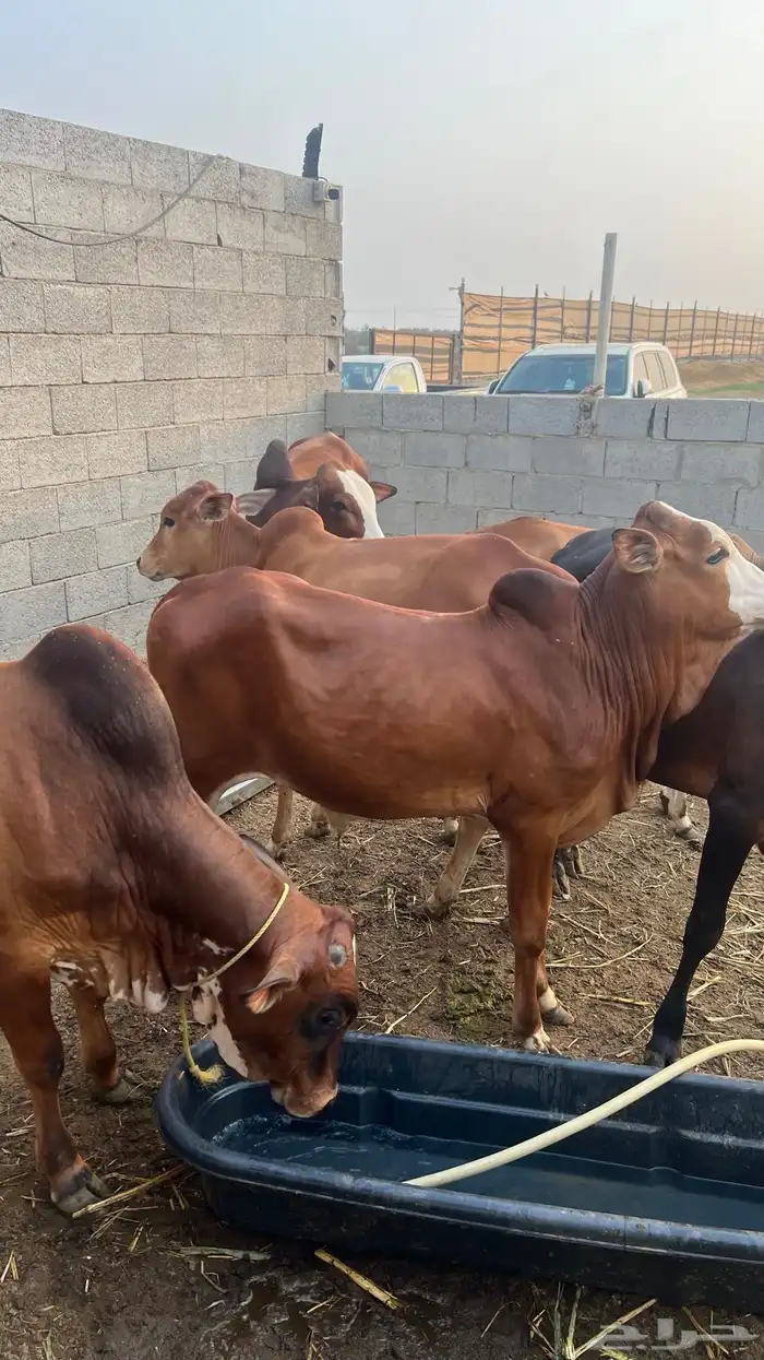 عجول بلدي -(تم البيع) 0