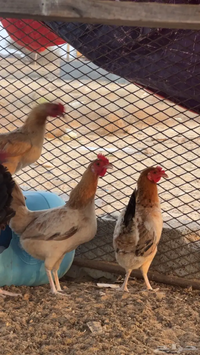 دجاج بلدي اناثي للبيع (تم البيع) 1
