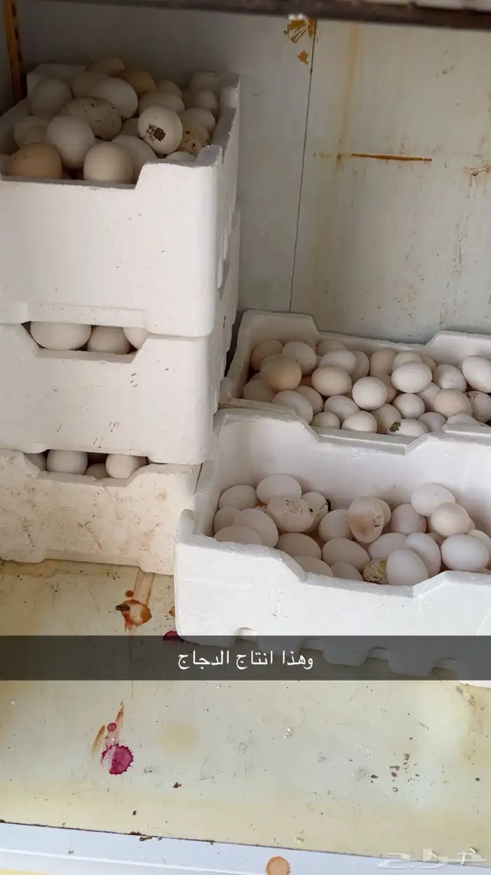 دجاج بلدي مناتج خالي من المراض والعدد قربت 250 4