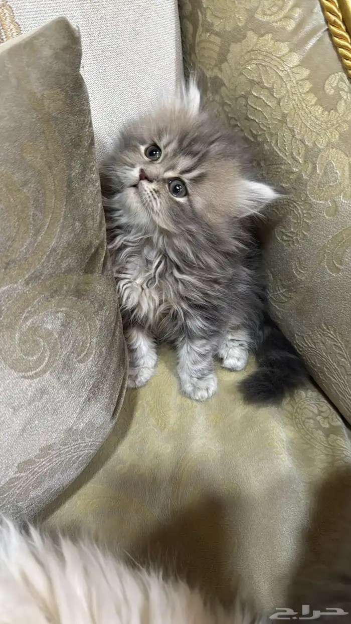 بيع 1